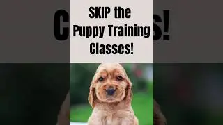 Skip the Puppy Training Classes!  