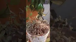 Рослини на виставці