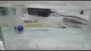 yunus ve sarı prenses yavruları 1