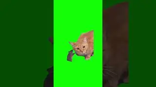 Mouse talking to a cat Meme Green Screen 