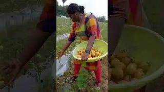 Tomato Harvesting 5/10/22