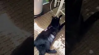 Shadow wants spots like his girlfriend Poppy! #ailurophile #cat #blackcat #shadow #tuxedocat