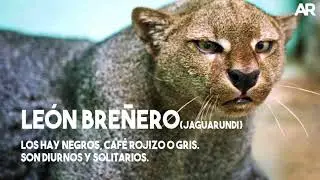 FELINOS SILVESTRES DE COSTA RICA