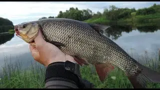 САМОПОДСЕКАЮЩАЯСЯ УБИЙЦА мирной рыбы. донная оснастка