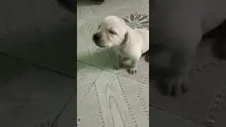 20 days old Labrador puppies barking loudly 🙄 | puppy funny videos | Labrador Charvi