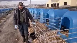 Телятник