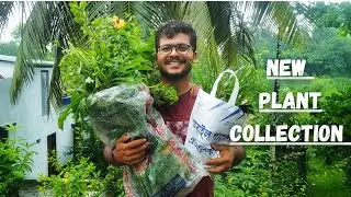 একগাদা নতুন গাছ এলো আমার ছাদবাগানে!