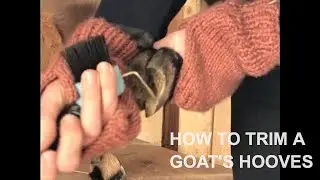 How To Trim Goat Hooves