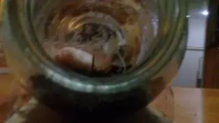 КАК СДЕЛАТЬ ВЕЧНЫЙ ТЕРАРИУМ😴