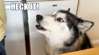 Husky Attacked By Fan 3 Times! Argues With Nan About It!
