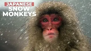Japan's MOST ADORABLE Wild Animals | Japanese Snow Monkeys