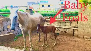 Horse Foal Come Out#horse#animals#equestrianlife#entertainment#equestrian#firsttime#breeding#meeting