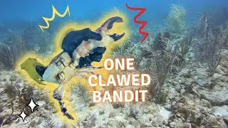 Giant Crab Breaks Bone #StoneCrabbing #SeafoodAdventure