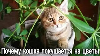 6 способов ОТУЧИТЬ КОШКУ лазить в Цветочные ГОРШКИ🪴🐈