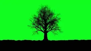 tree green screen free dawnload