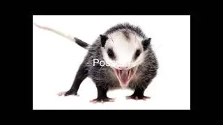 Mae VS Piggy