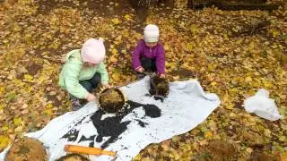 как выбивать семечки из подсолнуха
