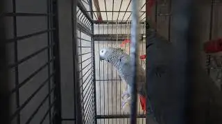 Попугай Гоша#Хорошка. Гоша сам себе Хозяин ..))