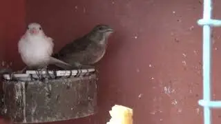 В гостях у Иваныча. Гибриды.