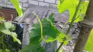 необходимая робота на винограде