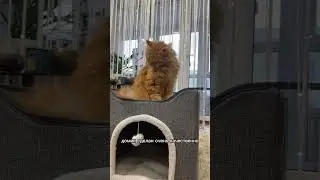 Домик для кошек 🐈‍⬛ артикул Wb: 202640479    #wb #вб #wildberries #вайлдберриз #обзорпокупок