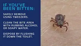 HealthTalk: Tick Bite Prevention and Treatment