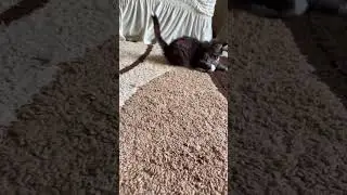 Мяу