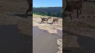 Скважина и козы