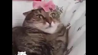 Funny cats compilation