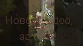 Подпишись, чтобы не пропустить #орхидеи #flowers #shortvideo #short #уход #видео #моиорхидеи
