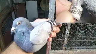 гостья в голубятне