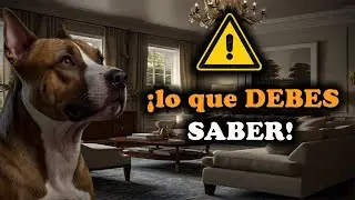 ¿PERRO PELIGROSO? La VERDAD sobre el AMERICAN STAFFORDSHIRE TERRIER ⚠️❓