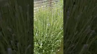 Lavender and More!