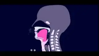 /ɯ/