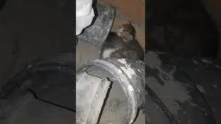 Grey white kitten of kuku #cat #catlover #kuku #kitten youtube