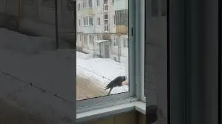 Синичек нет , не пропадать добру .