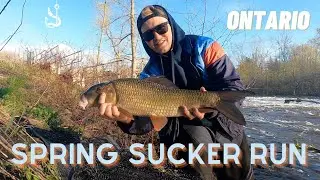 Ontario Sucker Run: How to Catch Suckers (Setup & Method)