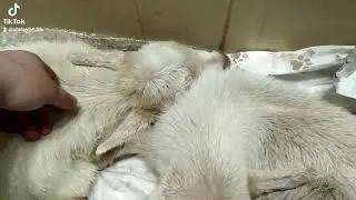 Козлята