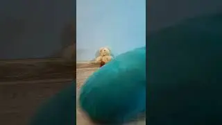 #игрушки