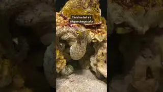 This is how fast an octopus changes color