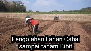 Pengolahan Lahan Cabai sampai Penanaman