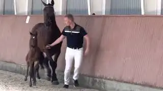 HP Elfenball  (Furstenball x Vitalis x Diamond Hit)
