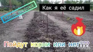 виноградная школка будут корни или нет?????пробная школка