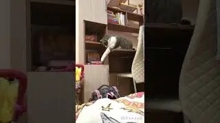 кот воришка. Срочно в экстренные новости отпровляйте.
