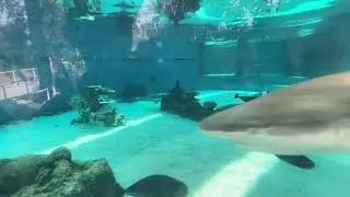Shark Lagoon