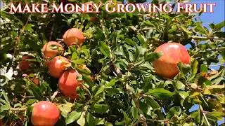 Top 10 Most Profitable Fruits To Grow To Make Money | Most Profitable Fruits To Grow | Adaptivids