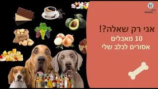 אני רק שאלה - 10 מאכלים אסורים לכלב | מה אסור  לתת לכלבים לאכול