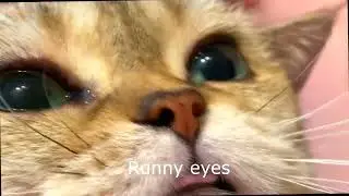 How food allergy might look like in cats?