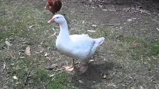 Утки, гуси, куры 3.