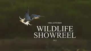 Wildlife Cinematography Showreel 2023 (special edit for producers) | Niklas Weber
